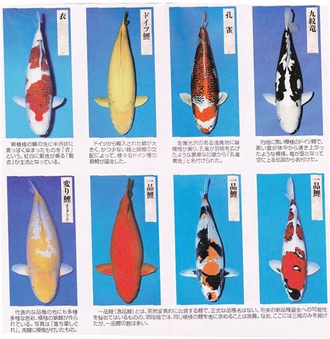 鯉魚品種